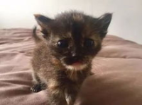 猫看到小姐姐的视频就叫,萌态百出！