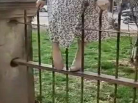 小姐姐翻围栏,小姐姐的励志故事